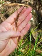 Imagem de Carex wahuensis C. A. Mey.