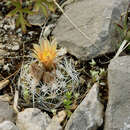 Image of Cochise pincushion cactus