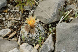 Image of Cochise pincushion cactus