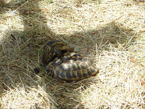 Image of Hermann's Tortoise