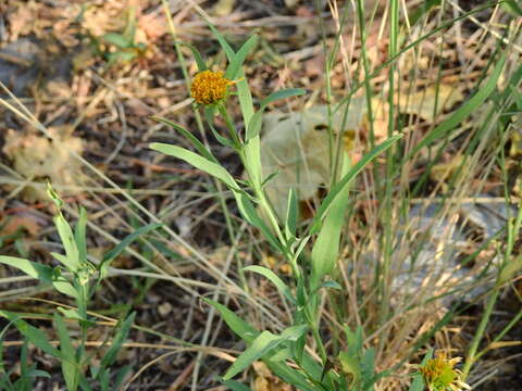 Plancia ëd Pascalia glauca Ortega