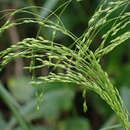 Image of Japanese Panic Grass