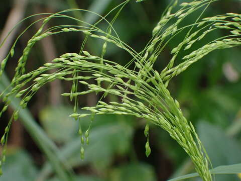 Panicum bisulcatum Thunb.的圖片