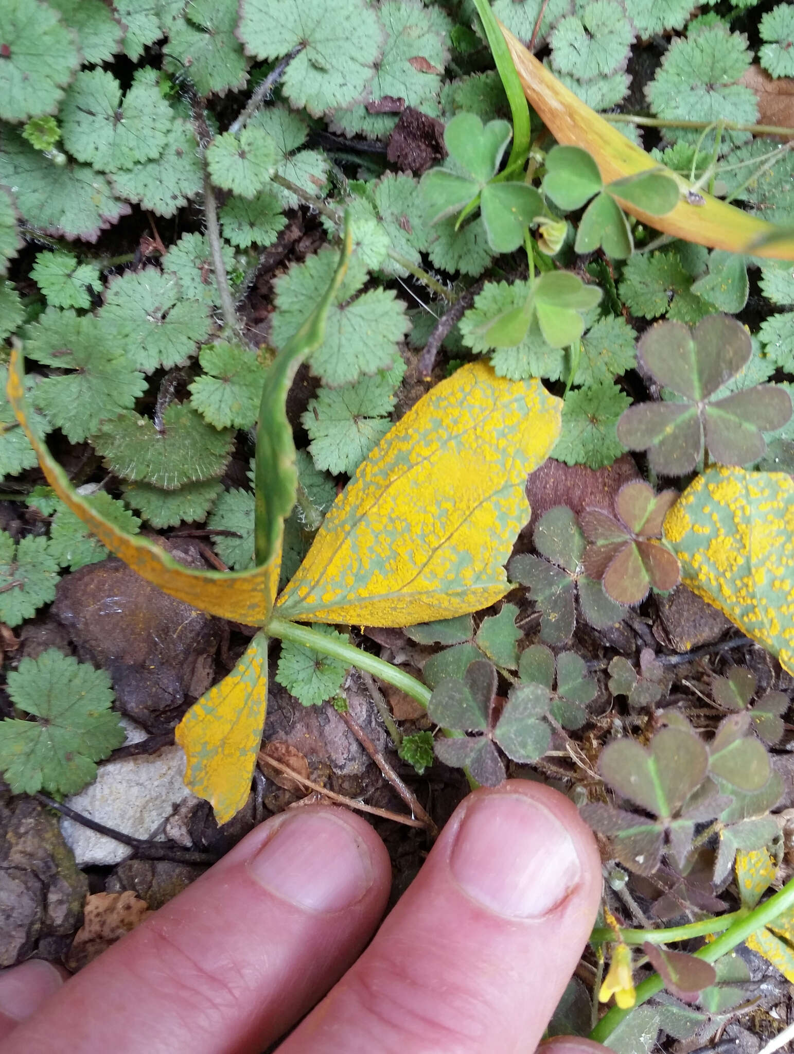 Слика од Puccinia oxalidis Dietel & Ellis 1895