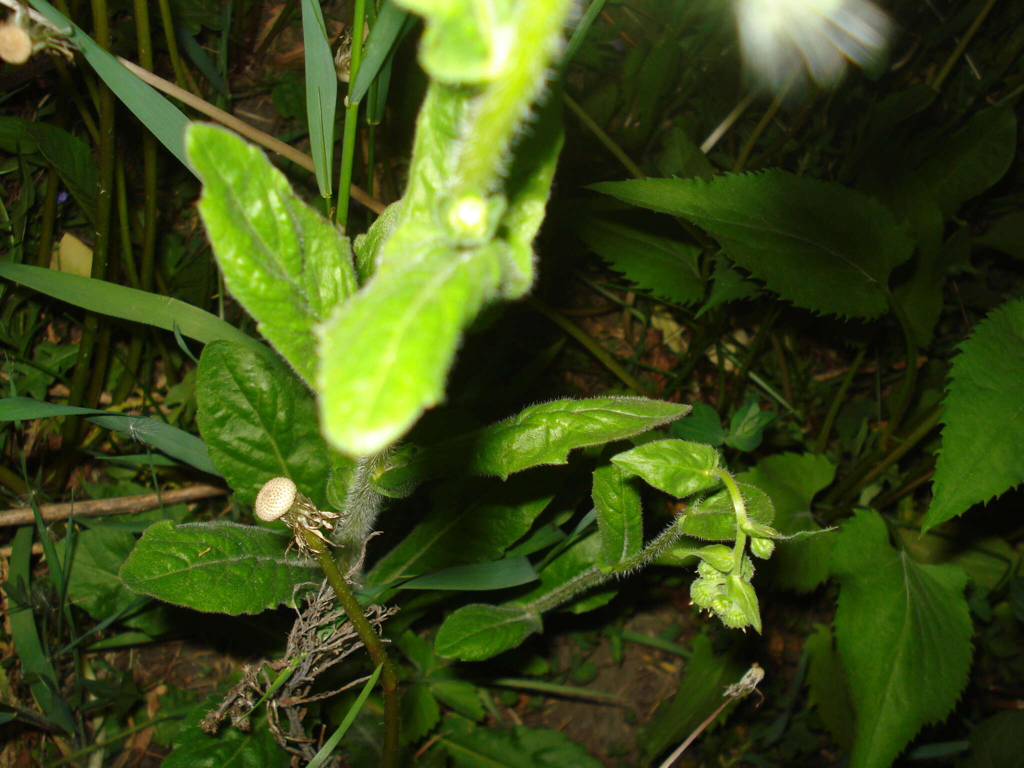 Image of Erigeron philadelphicus var. philadelphicus