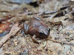 Sivun Austrochaperina robusta Fry 1912 kuva