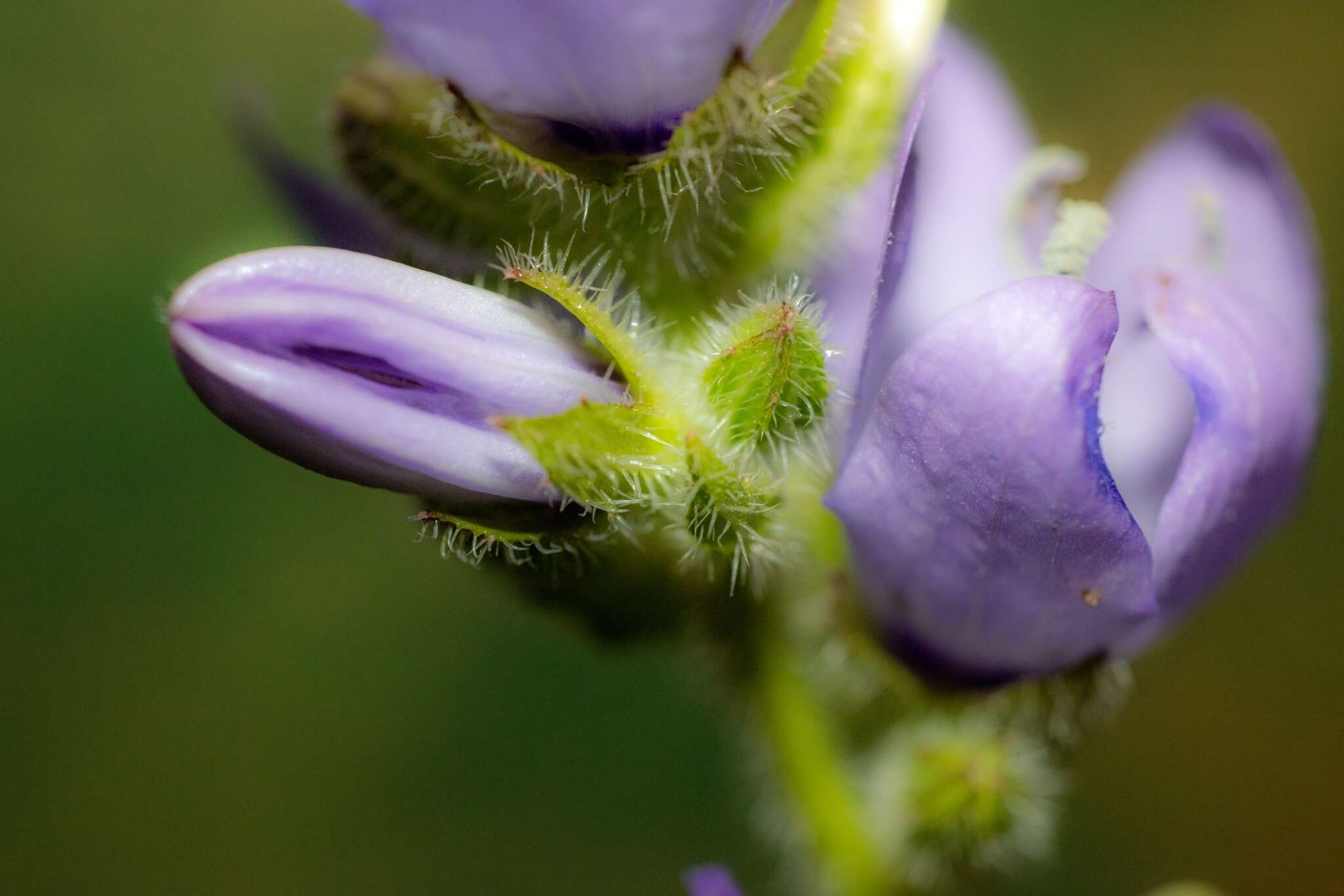 Image of Campanula peregrina L.