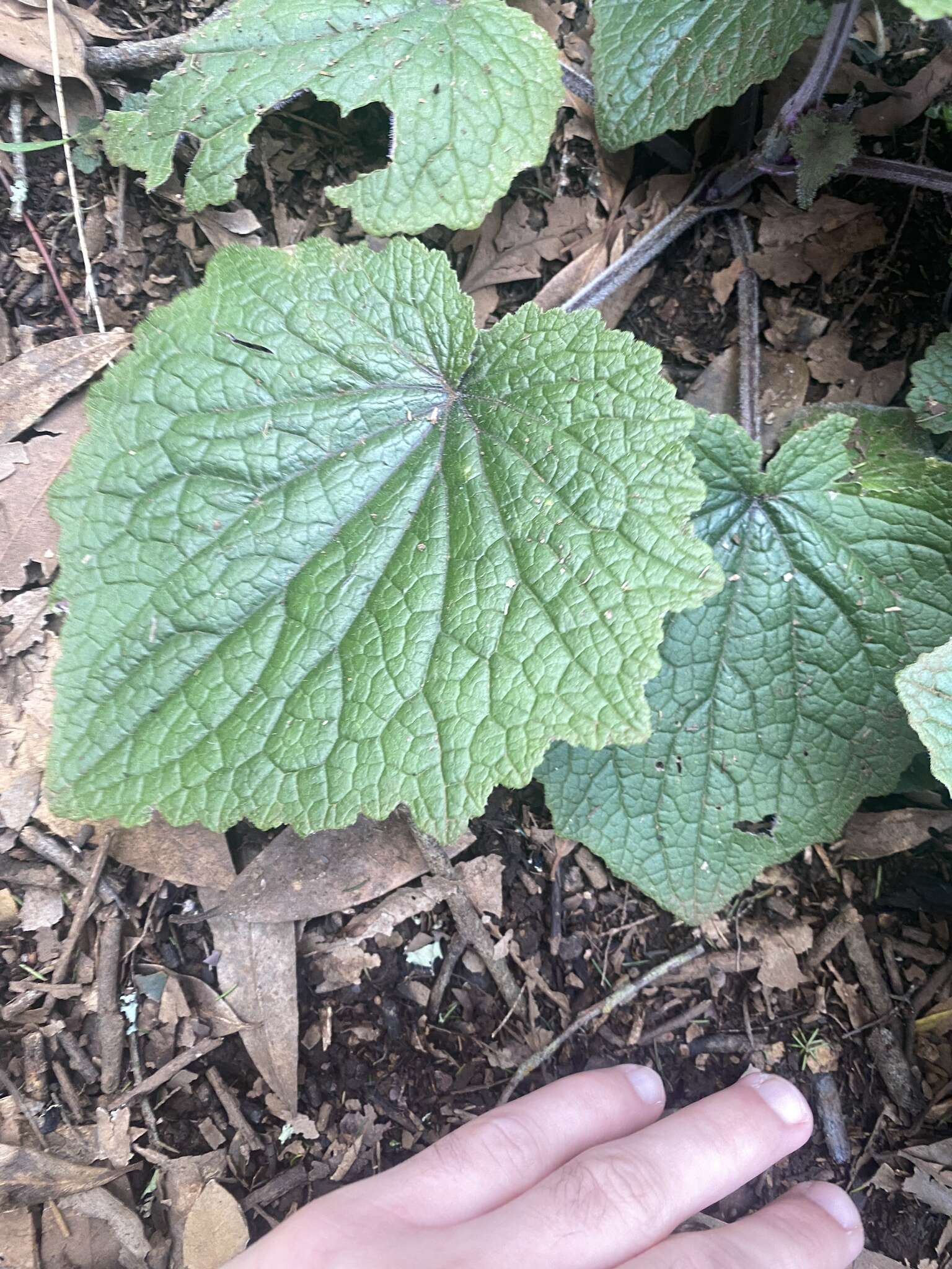 野瓜叶菊的圖片