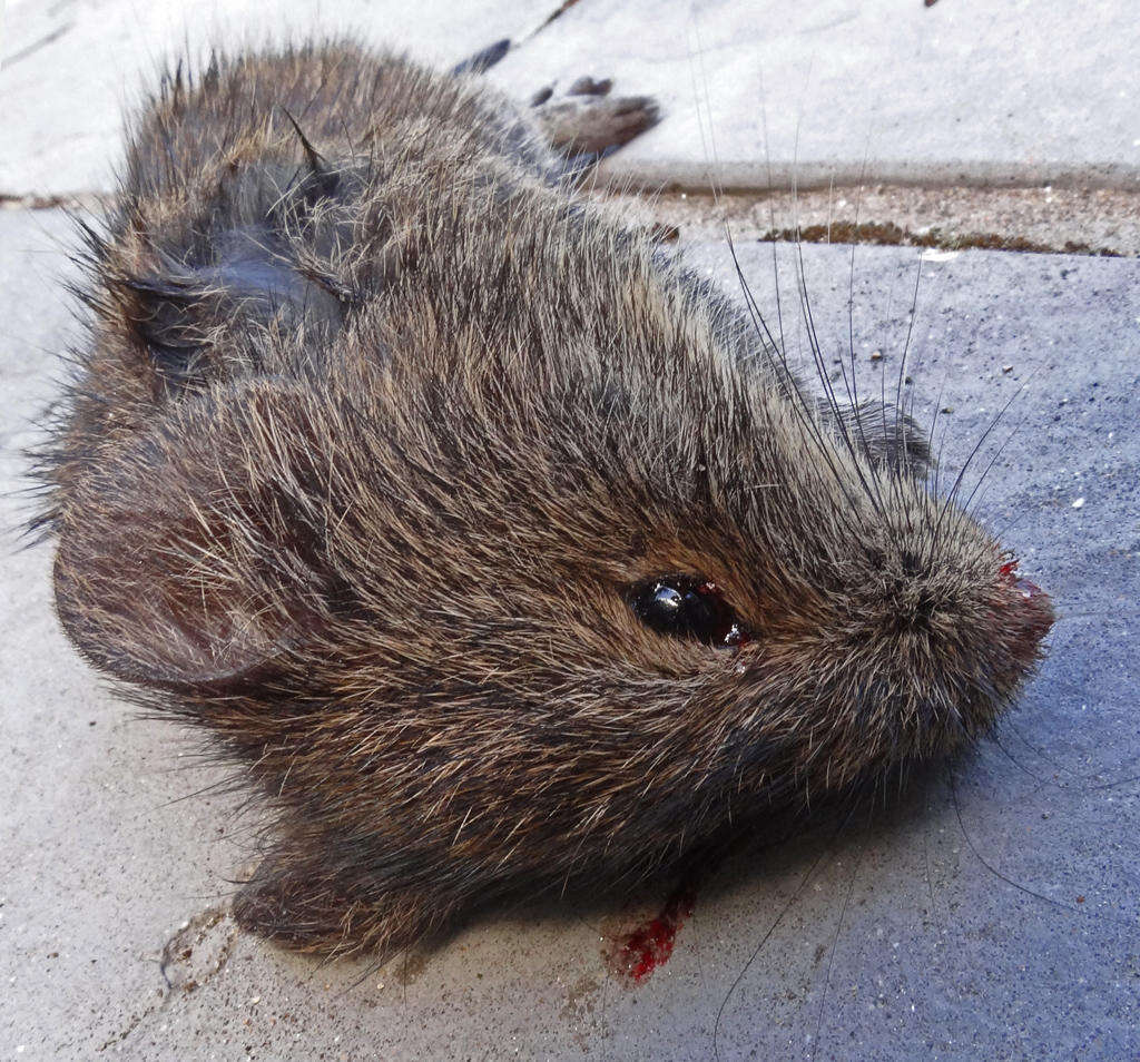 Image of Southern African Vlei Rat