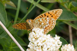 Imagem de Fabriciana niobe Linnaeus 1761