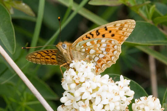 Imagem de Fabriciana niobe Linnaeus 1761