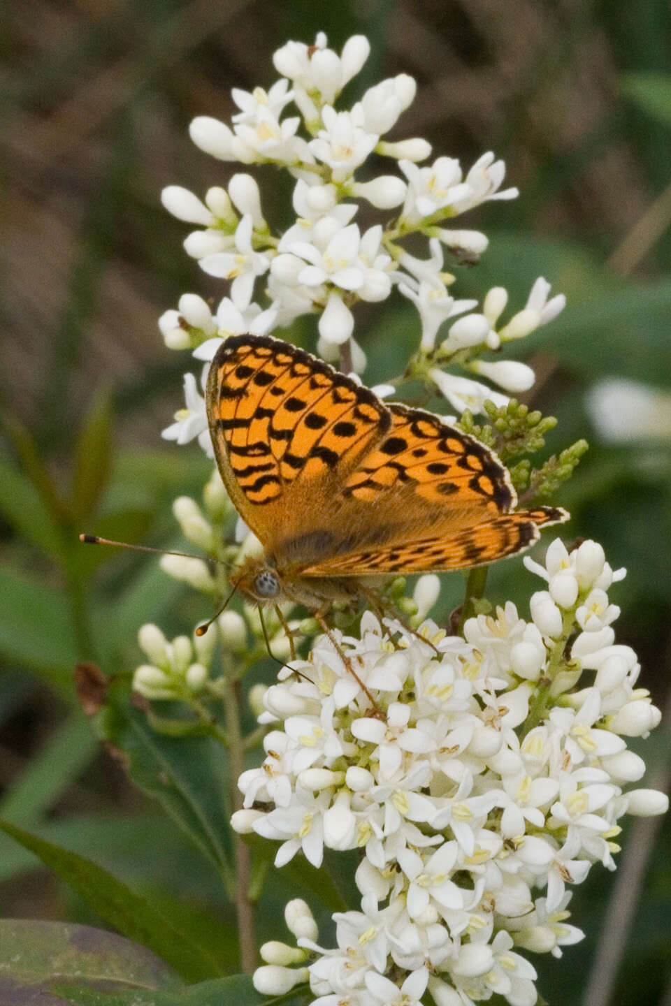 Imagem de Fabriciana niobe Linnaeus 1761