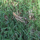 Image of Admirable Grasshopper