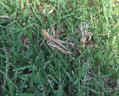 Image of Admirable Grasshopper