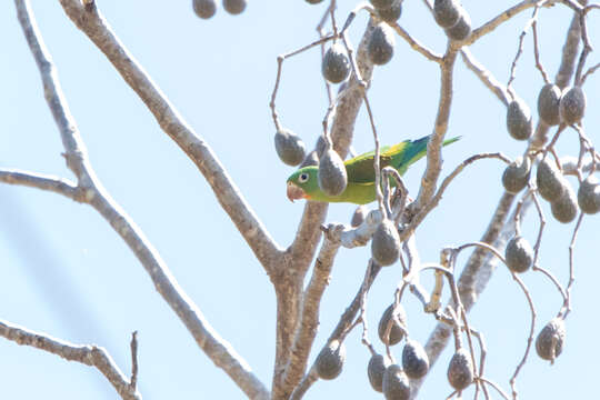 Image of Orange-chinned Parakeet