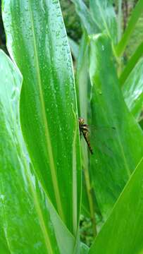 Image of <i>Sympetrum speciosum taiwanum</i> Asahina 1951