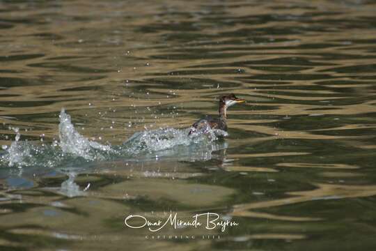 Image of Short-winged Grebe