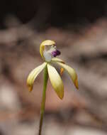 Image of Caladenia testacea var. hildae (Pescott & Nicholls) Nicholls
