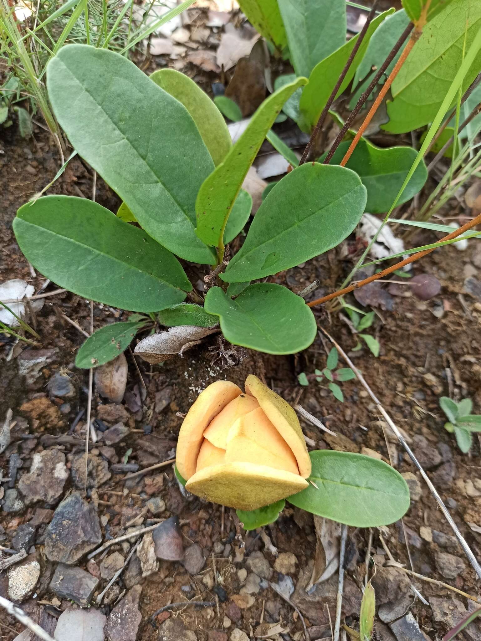 Image of Annona warmingiana Mello-Silva & Pirani