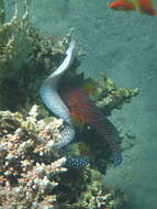 Image of Muraena nudivomer