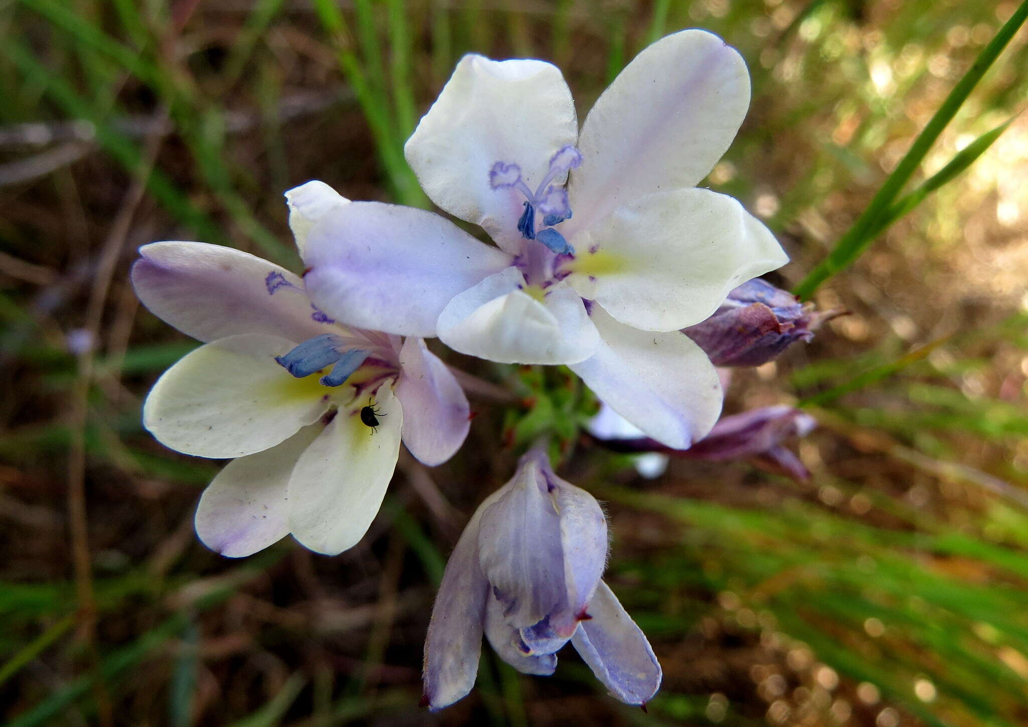 Image of Babiana patersoniae L. Bolus