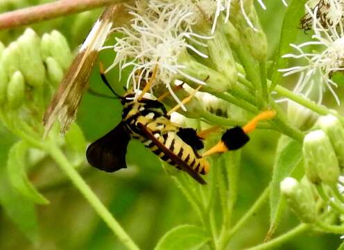 Image of Texas Wasp Moth