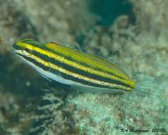 Image of Lined fangblenny