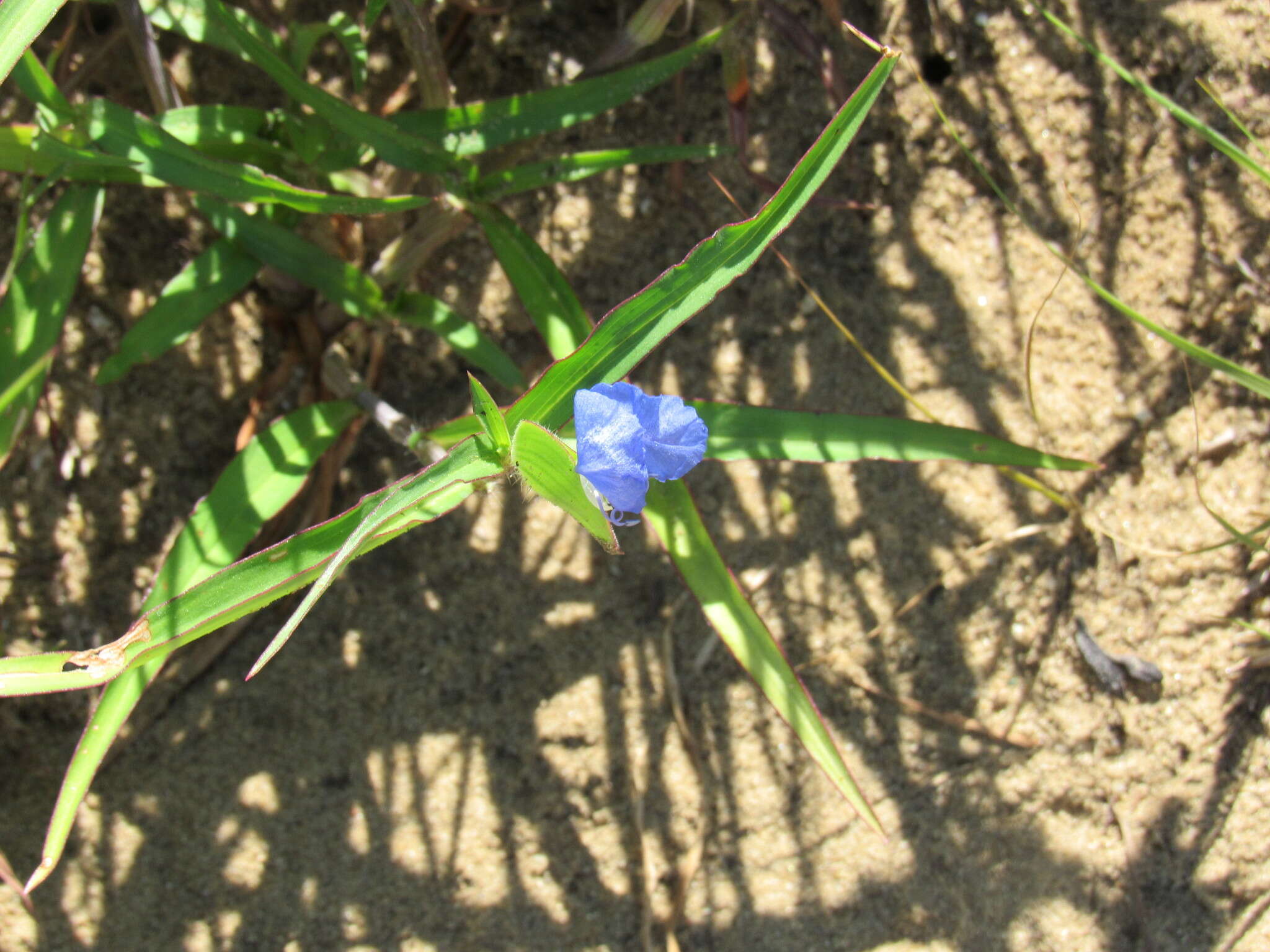 Image of whitemouth dayflower