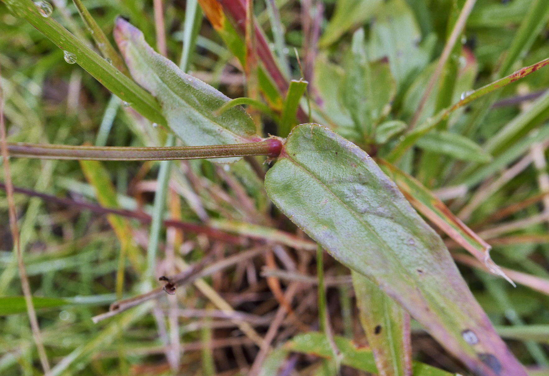 Plancia ëd Conostomium natalense var. natalense