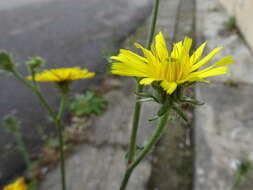 Image of hawkweed oxtongue