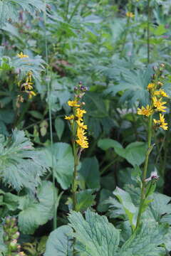 Image of Ligularia subsagittata Pojark.