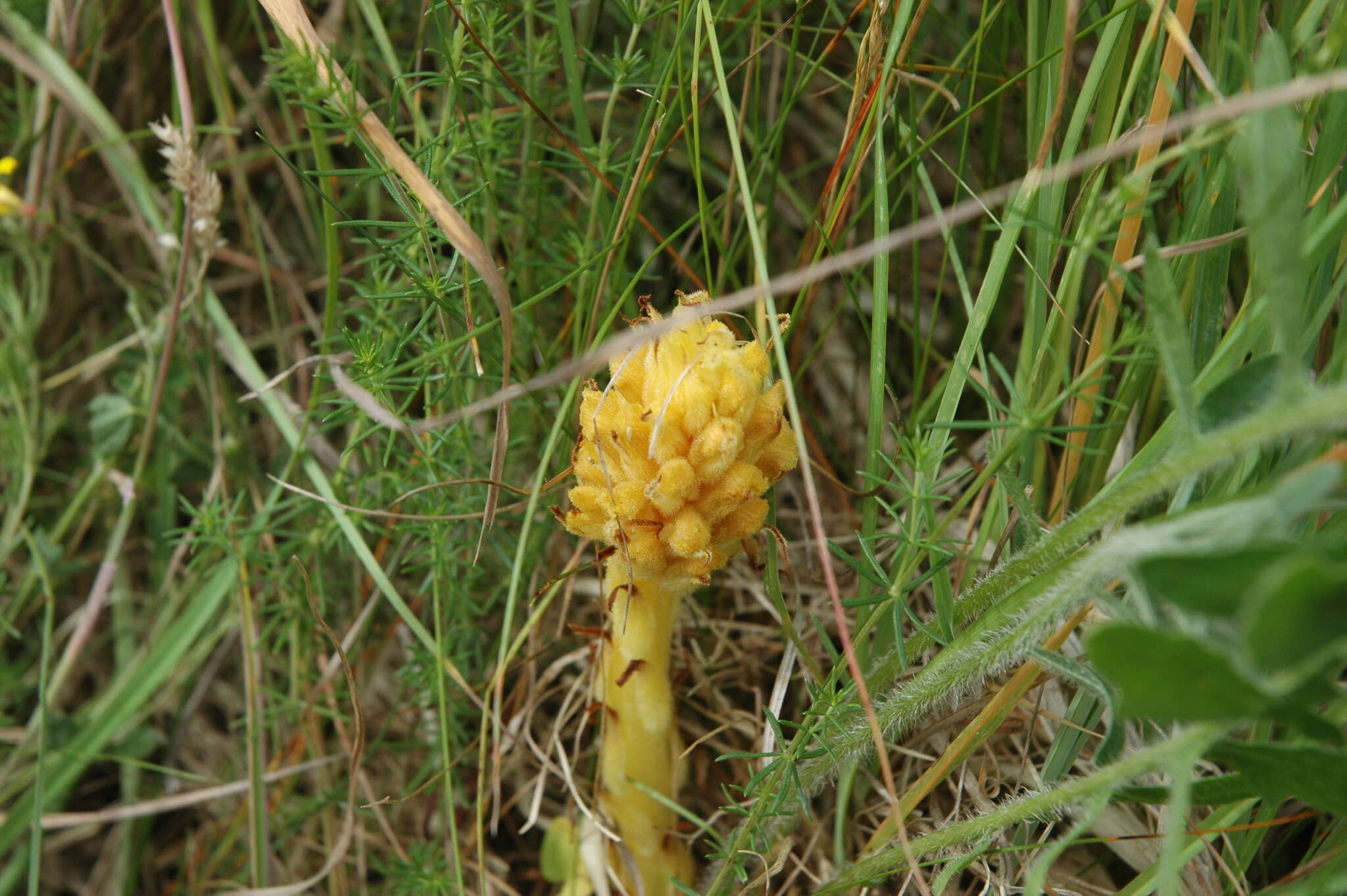 Imagem de Orobanche elatior Sutton