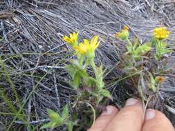 Image of Osteospermum ilicifolium L.