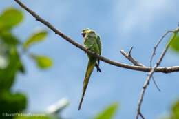 Image of Long-tailed Parakeet