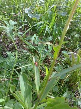 Image of Scarlet lily beetle