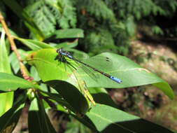 Image of Antiagrion antigone Ris 1928