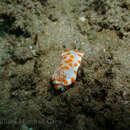 Sivun Goniobranchus tasmaniensis (Bergh 1905) kuva