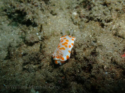 Image of Goniobranchus tasmaniensis (Bergh 1905)