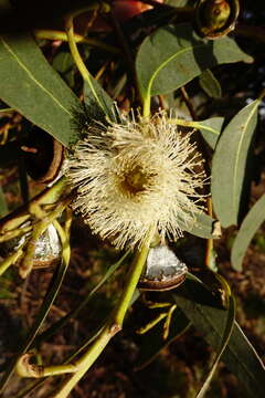 Image of Tasmanian bluegum