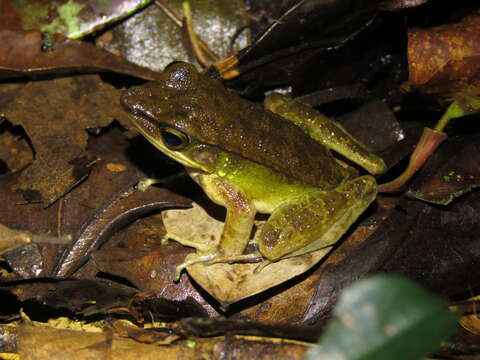 Image of Amnirana lepus (Andersson 1903)