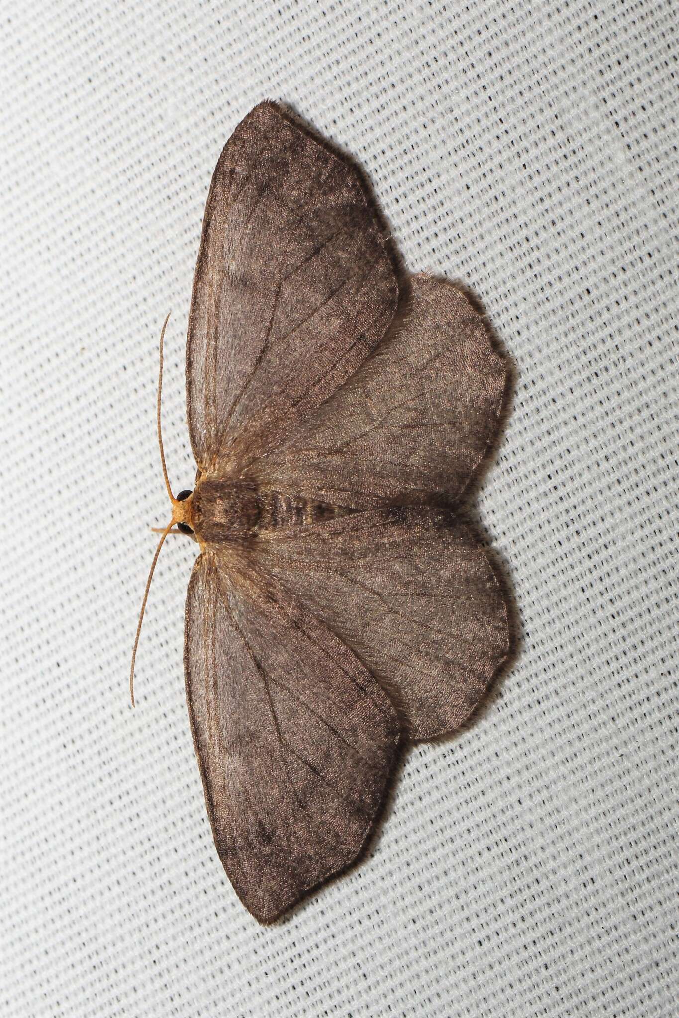 Image of Yellow-headed Looper