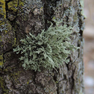 Image of cartilage lichen