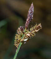 Image of Torrent Sedge