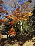 Sivun Acer palmatum var. amoenum (Carr.) Ohwi kuva