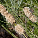 Sivun Lomandra leucocephala subsp. robusta A. T. Lee kuva