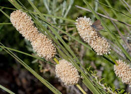 Sivun Lomandra leucocephala subsp. robusta A. T. Lee kuva