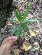 Image of Chinese windmill palm