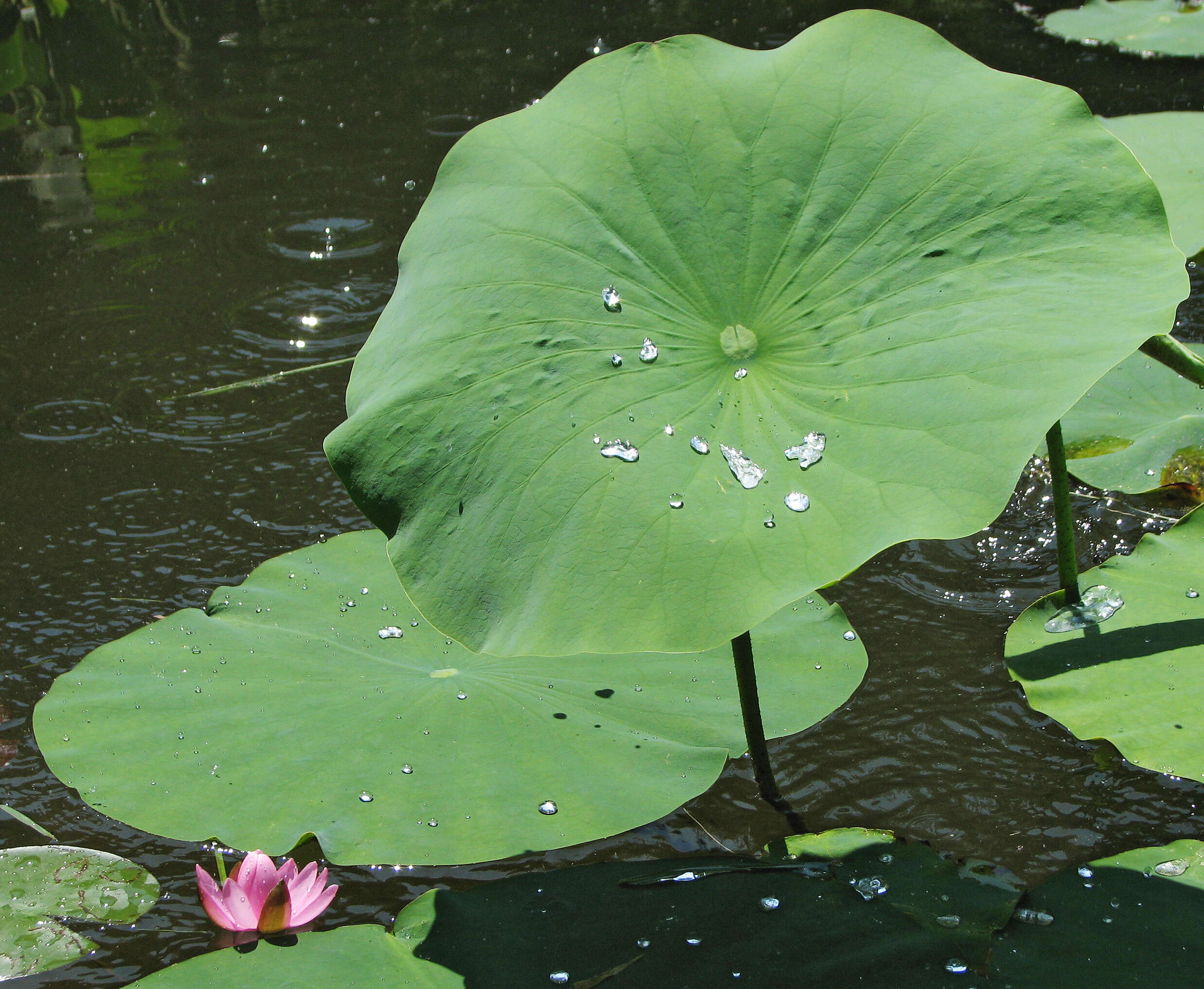 Image of sacred lotus