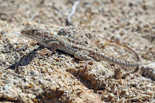 Image of Cope's leopard lizard