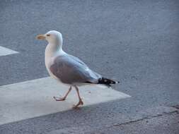 Image of European Herring Gull